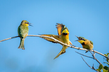 Little bee-eaters on branch chase away another