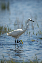 Little egret walks in shallows lifting foot