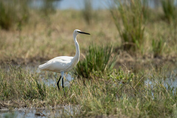 Little egret stands in grass by river