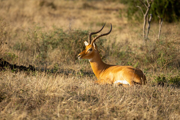Male common impala lying in grass staring