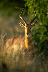 Male common impala stands staring in bushes