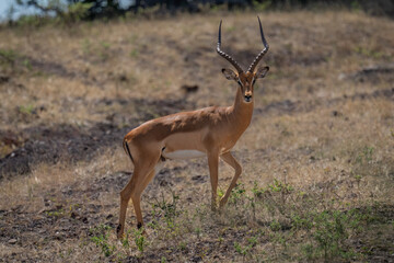 Male common impala stands on slope staring