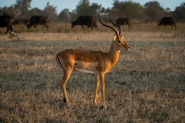 Male common impala stands in warm light