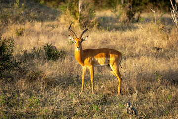 Male common impala stands turning toward camera