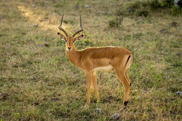 Naklejka na ściany i meble Male common impala stands turning towards camera