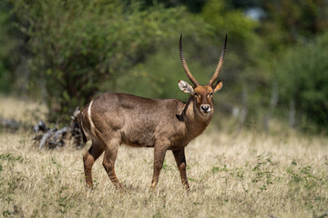 Male common waterbuck stands in grass staring