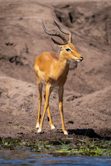 Male common impala stands on sunny riverbank