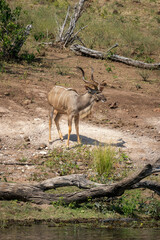 Male greater kudu stands looking towards river