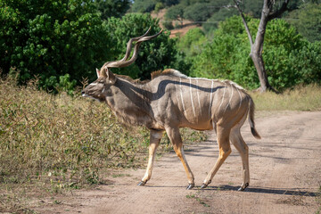 Naklejka na ściany i meble Male greater kudu crosses road towards bushes