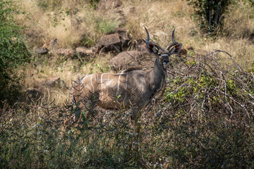 Male greater kudu stands staring in bushes