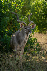Male greater kudu stands staring in bush