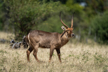 Male common waterbuck stands in long grass