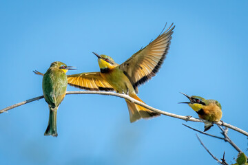 Little bee-eaters on branch chasing away another