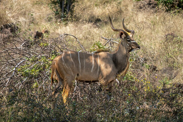 Male greater kudu stands in dappled sunlight