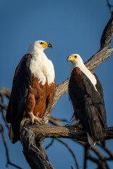 Male and female African fish eagles staring