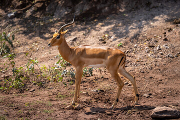 Male common impala standing with missing horn