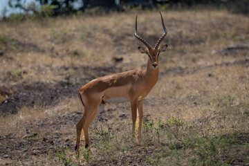 Male common impala stands on hillside staring