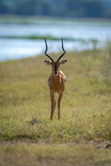 Male common impala stands backlit on riverbank