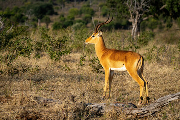 Male common impala stands staring near log