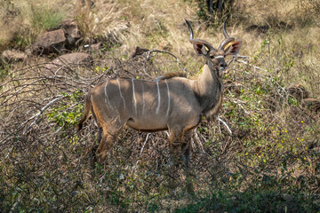 Male greater kudu standing in dappled sunlight