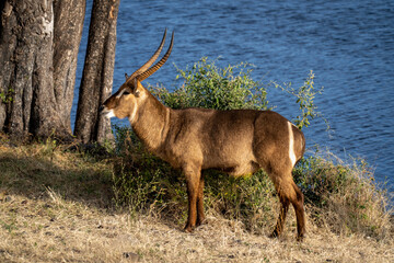 Male common waterbuck stands on sunny riverbank