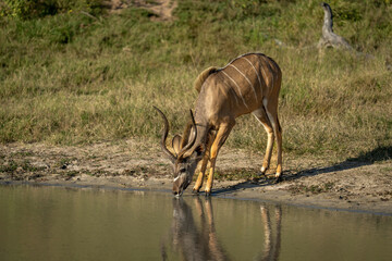 Male greater kudu stands by waterhole drinking