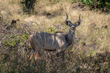 Male greater kudu stands staring in sunshine