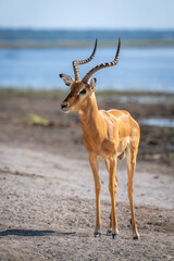 Male impala stands on riverbank in sunshine