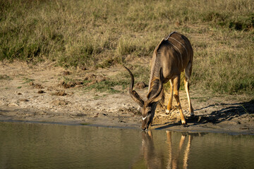 Male greater kudu stands drinking from waterhole