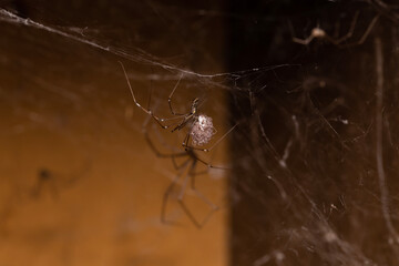 Daddy long legs spider holding it's babies and eggs with its pedipalps that have just come out of incubation
