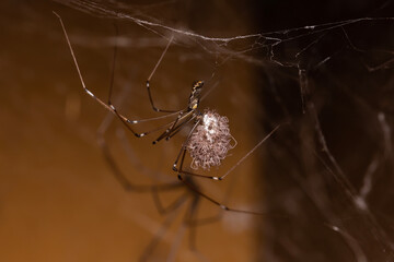 Daddy long legs spider holding it's babies and eggs with its pedipalps that have just come out of...