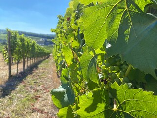Weinstock vor blauem Himmel