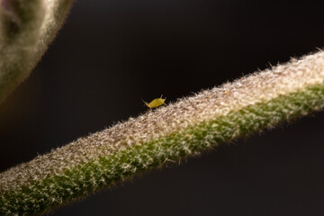 green sap sucking aphid on the stem of an eggplant 