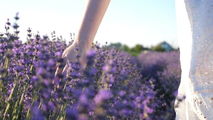 Female hand tenderly touching tops of purple flowers. Woman moving her arm above blooming lavender. Girl walking through floral meadow. Nature background. Summer or relaxation concept. Slow motion