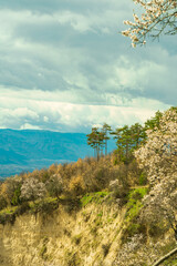 Flowering of dogwood and apple tree in early spring in sandy rocks near Melnik Bulgaria
