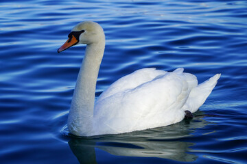 white swan on water