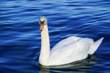 white swan on the water