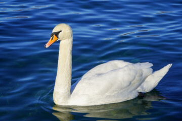 white swan on the water