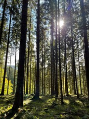 Bäume im Thüringer Wald