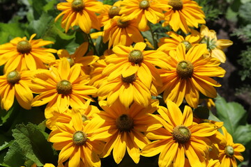 Echinacea purpurea. Flower plant commonly known as coneflower.