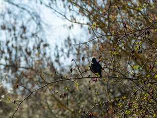 The bird sits on a rosehip branch. The bird is basking in the sun.