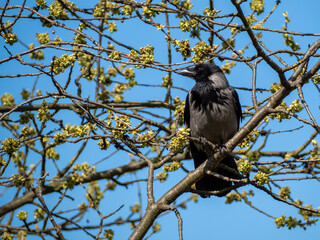The crow sits on a tree branch. The bird is basking in the sun.