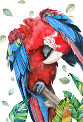 Watercolor illustration of a large parrot with colorful red and blue wings preening its feathers with its beak