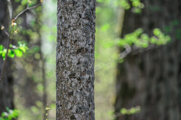 Tree stump, close up in the forest