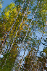 Birch trees in a puddle