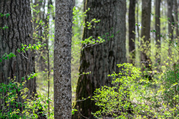 Tree stump, close up in the forest