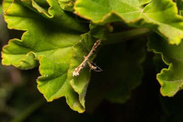  gillmeria moth on geranium leaves 