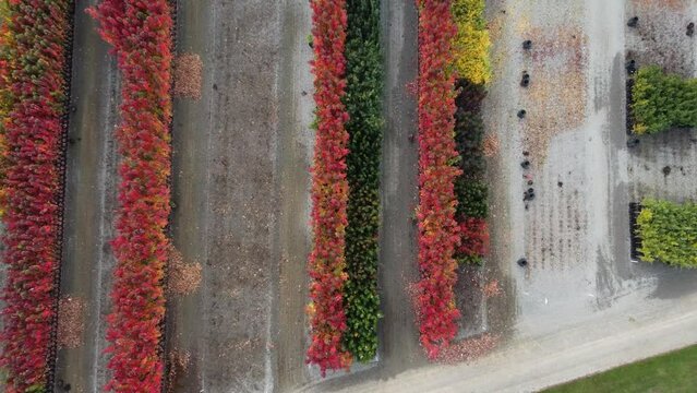 Aerial shot over multiple different coloured ornamental hedge gardens 