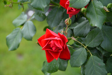 Romantic red rose in the garden