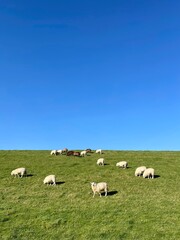 Fototapeta na wymiar Schafe auf dem Deich